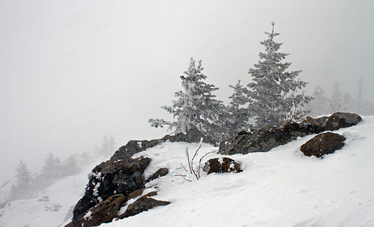 Ели в белом