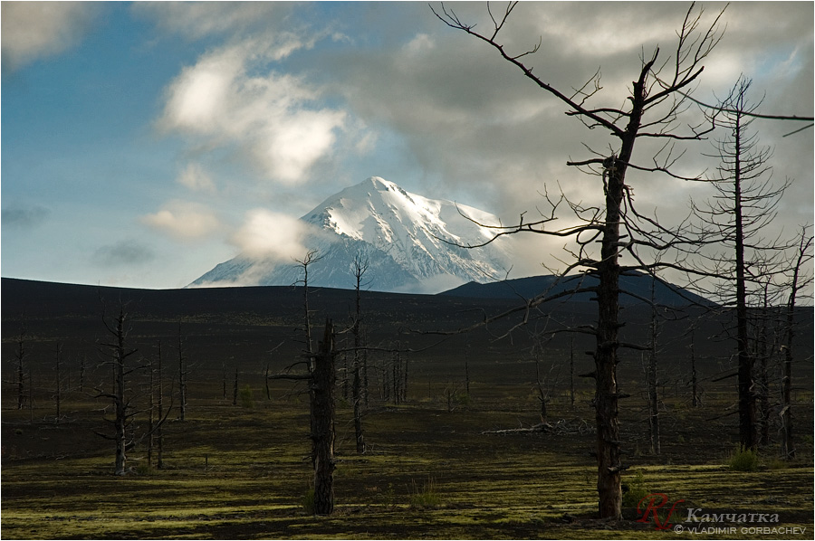 Молчаливые свидетели