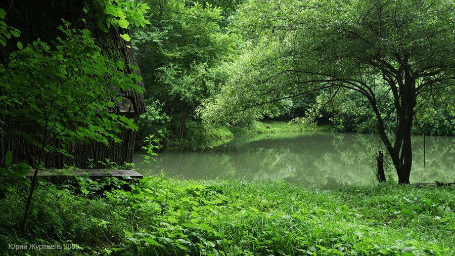 Лесные зарисовки #2