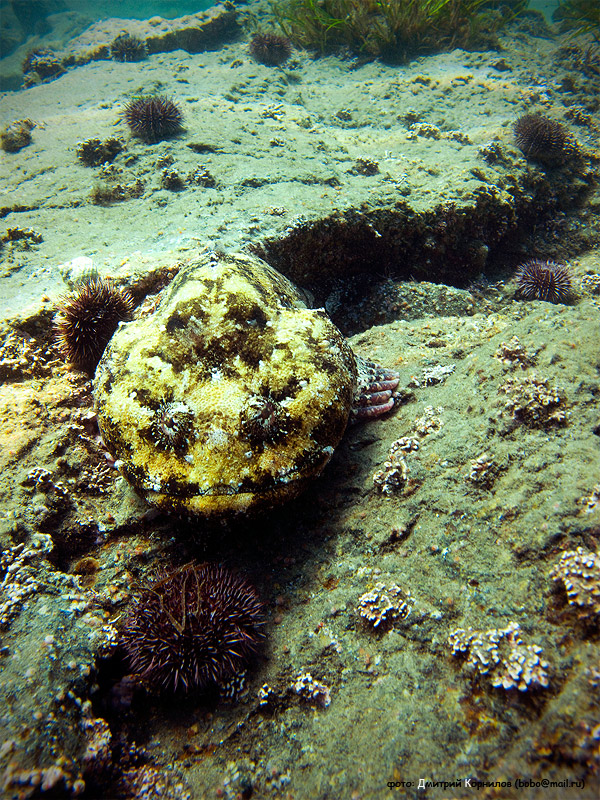 о композиторских размышлениях ))