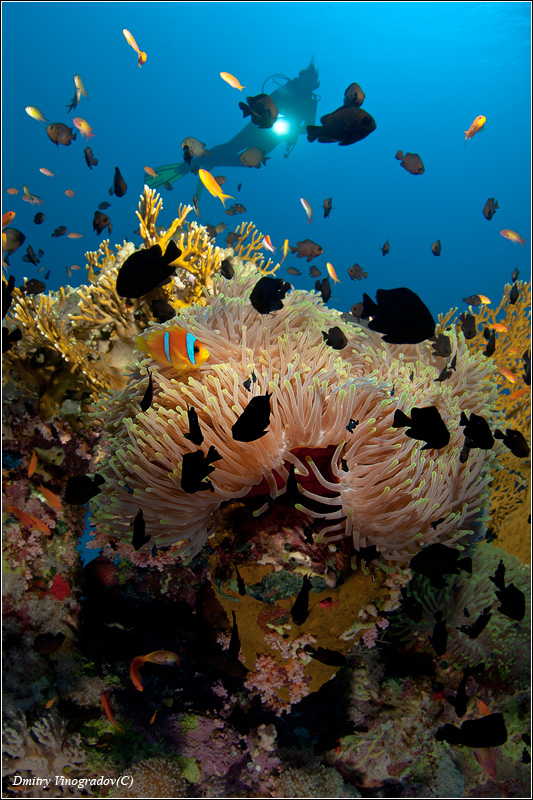 Этюд с анемоном