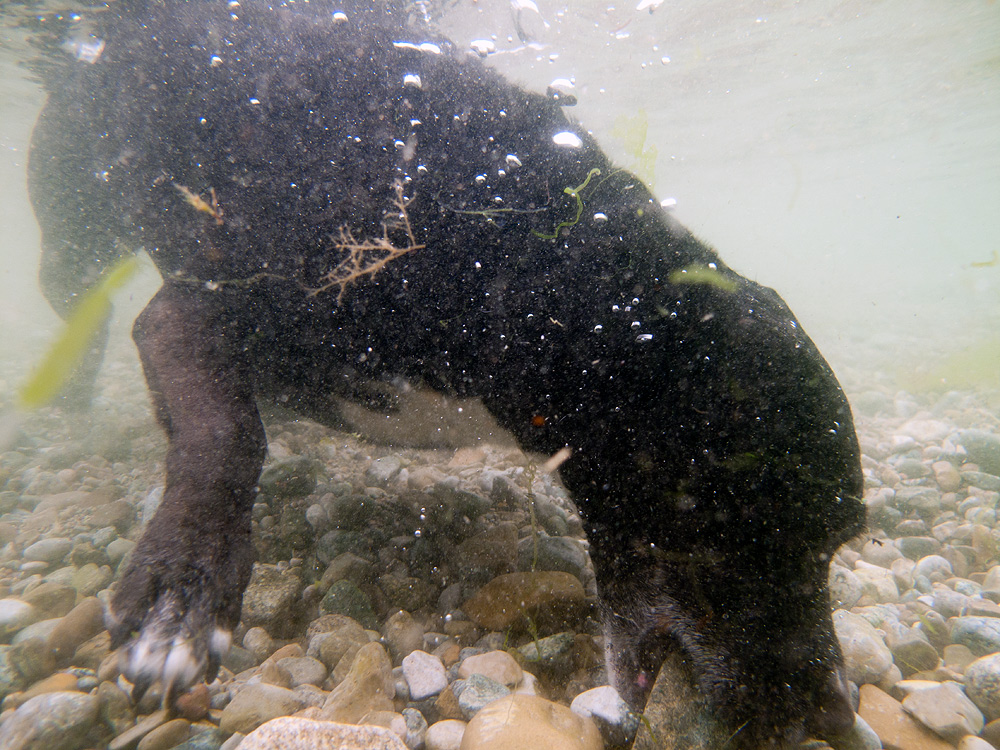Терамантин Дальневосточный