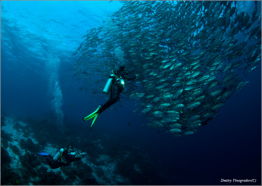 Догоняя стаю