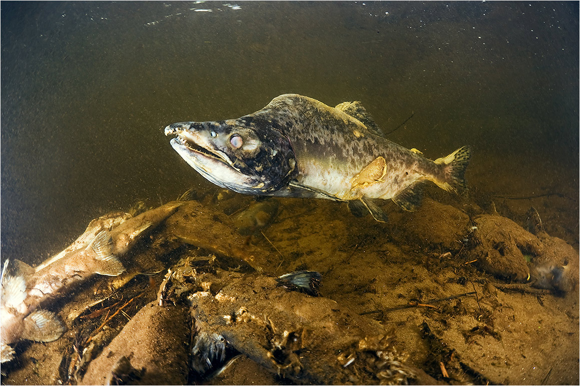 Остаться в живых