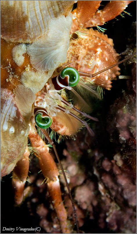 Взгляд зеленых глаз