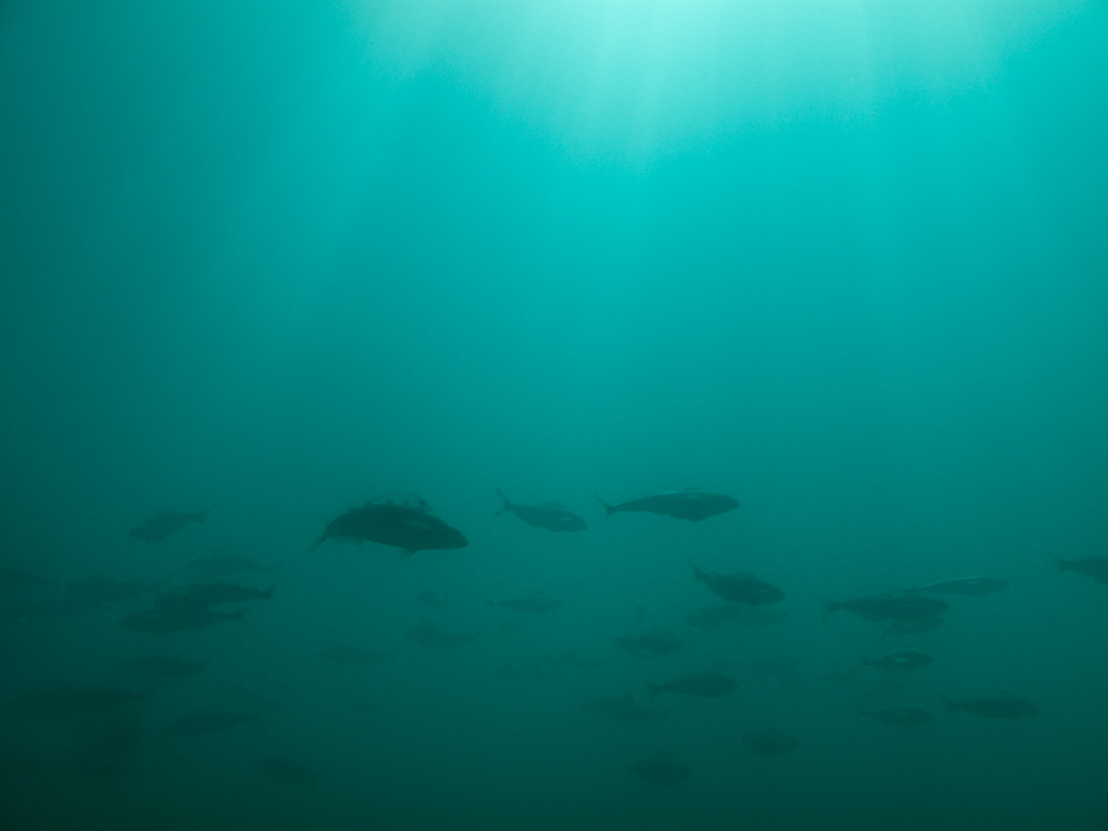 Стая окуней