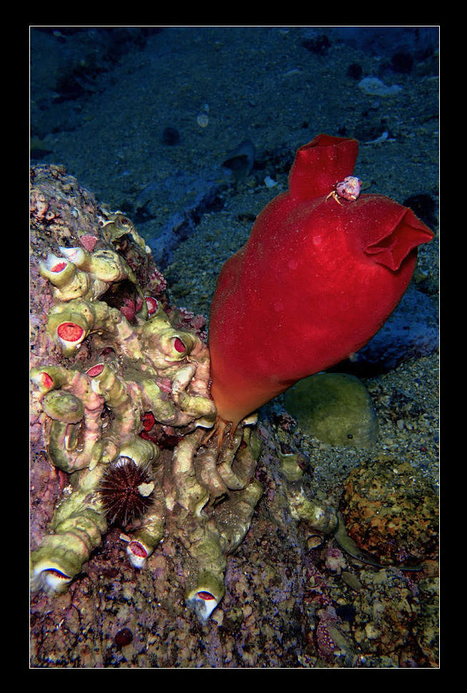 Красные в кадре