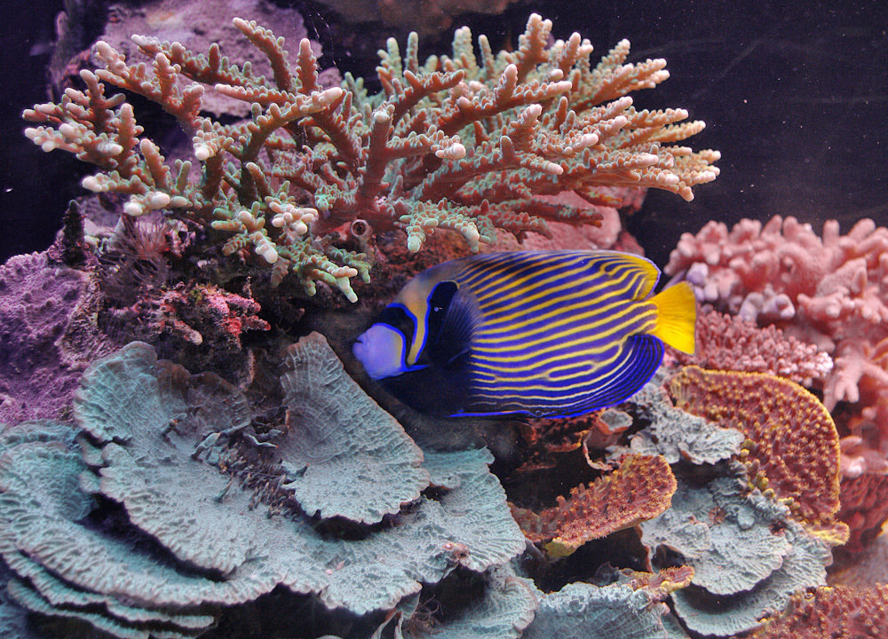 Краски южных морей-4