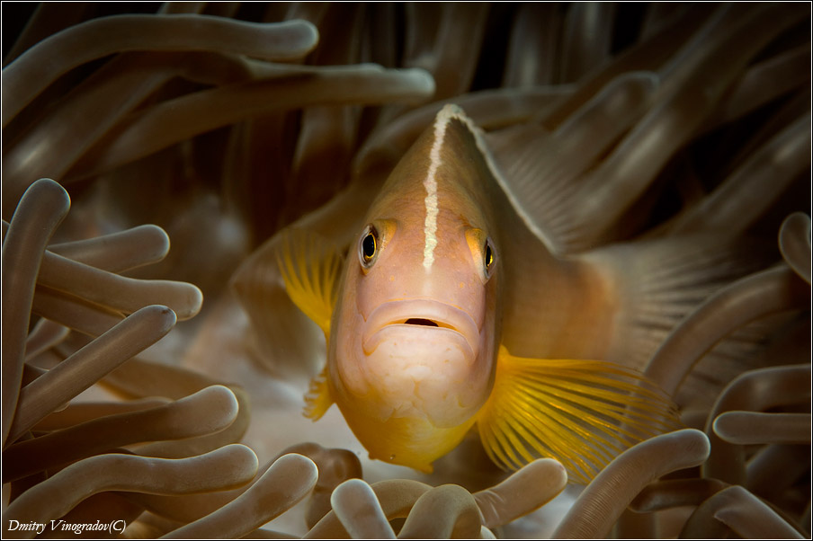 Грустный клоун