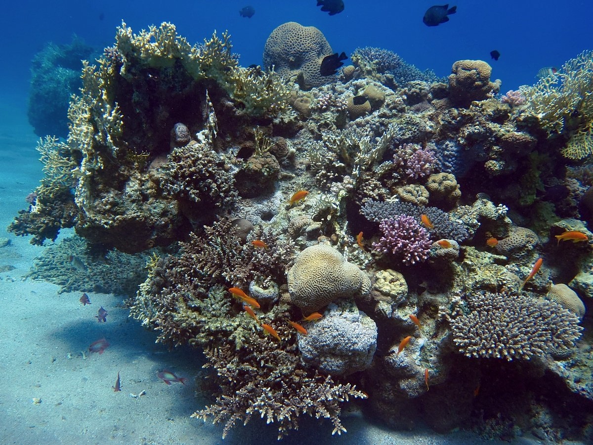 Просто фрагмент рифа