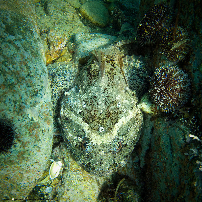 От он - бычок ))