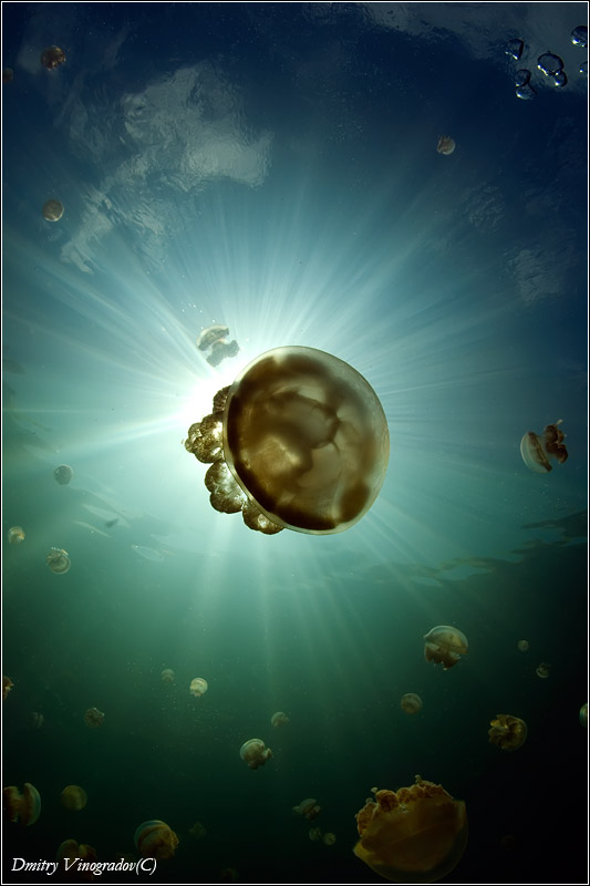 Тяга к солнцу