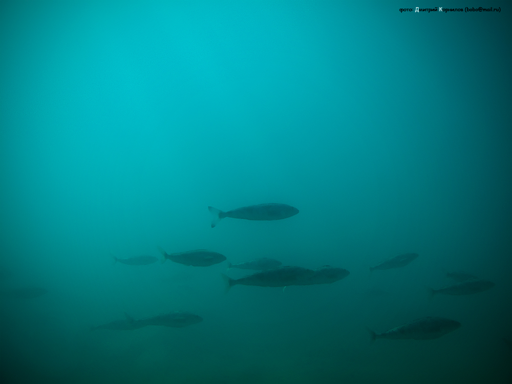 Дубель два )