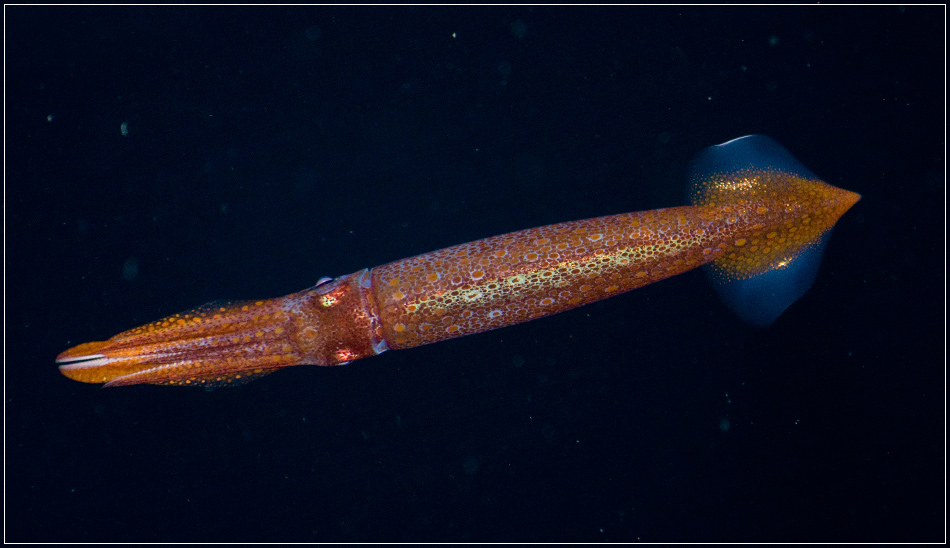 Создание гидрокосмоса (3)