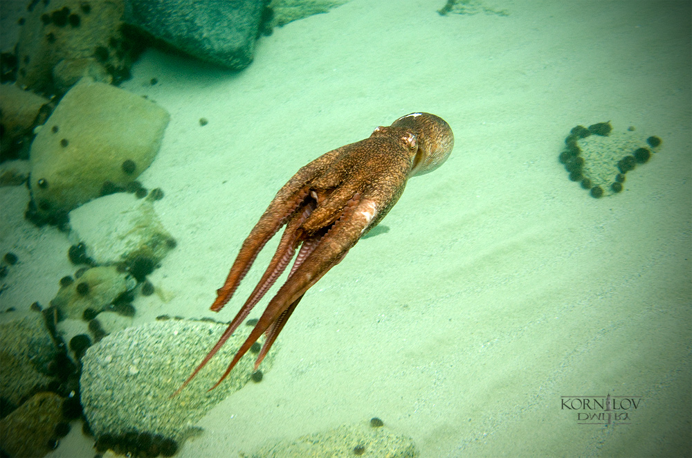 октопикус втолщеводикус плаватикус