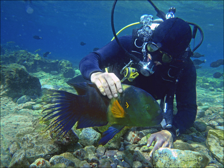 Когда рыбы не боятся людей