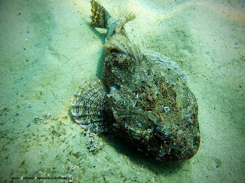 от - снова он!)