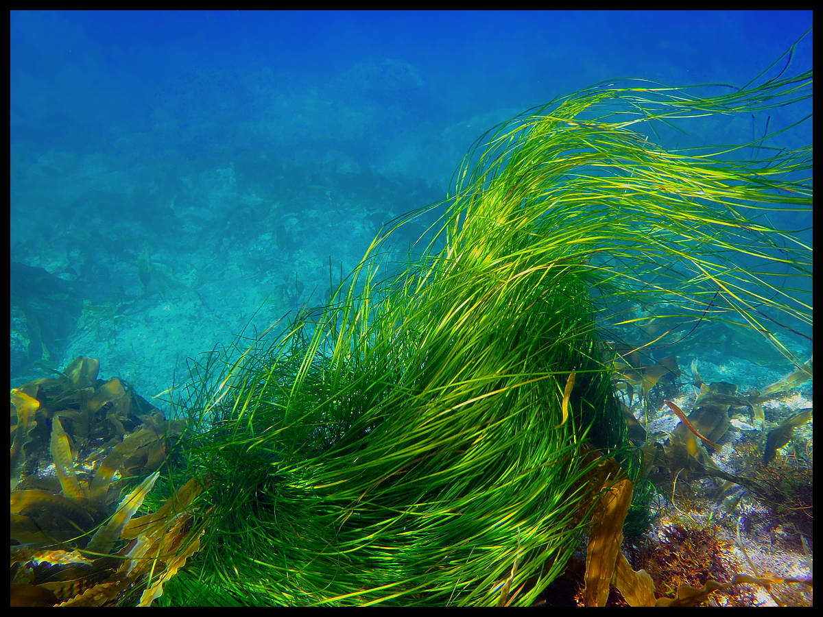 Парик для Шрэка