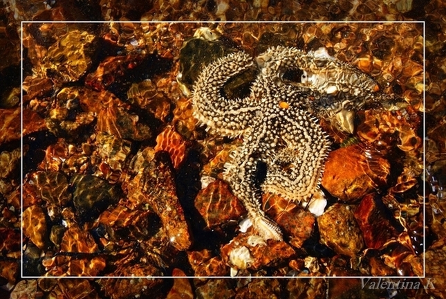 Морская звезда