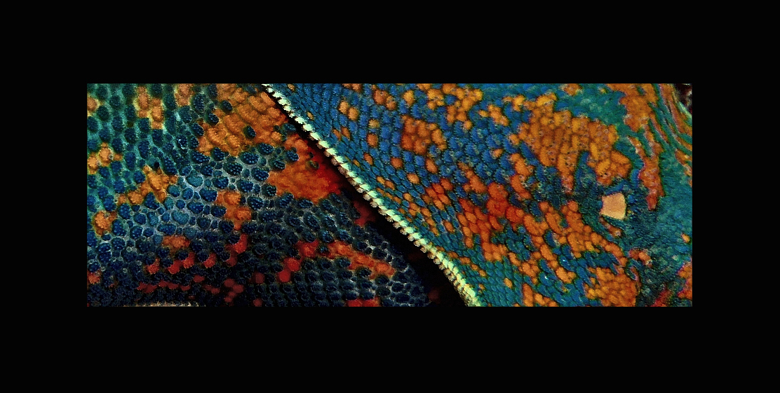 Звездное макро