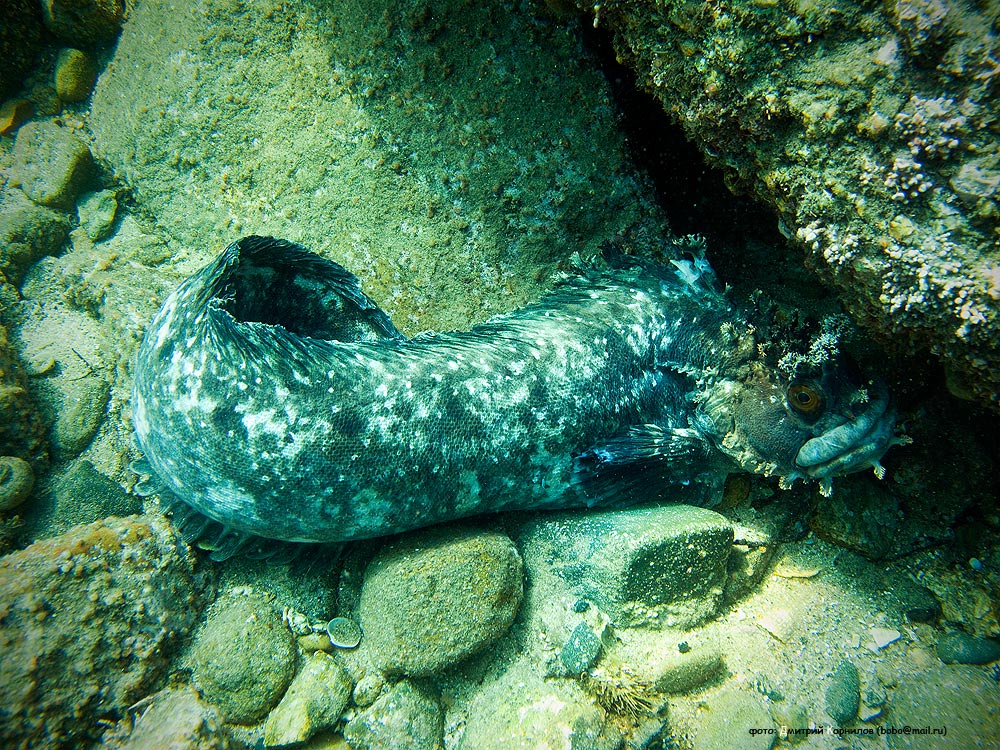 "от привязался!" )