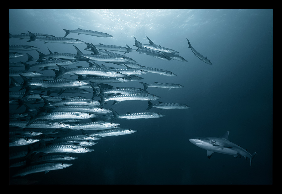 Противостояние