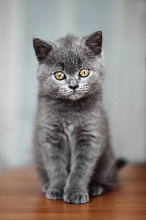 Даже самая маленькая кошка – это произведение искусства!