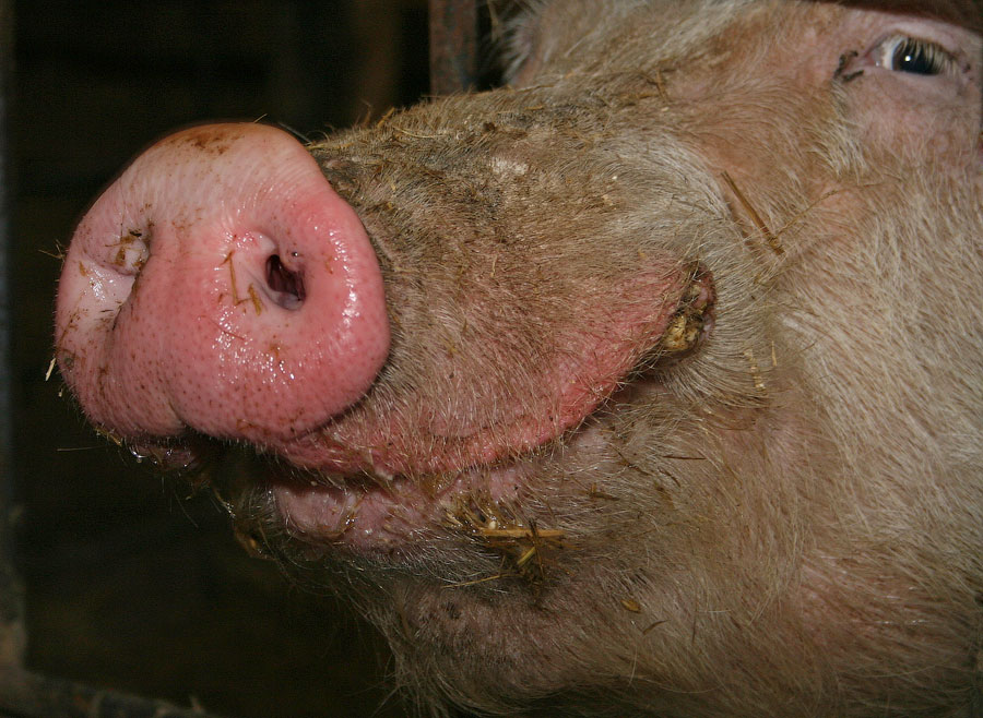 Из жизни "Деликатеса"