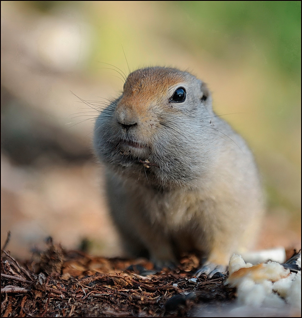 А, чего это вы тут делаете?