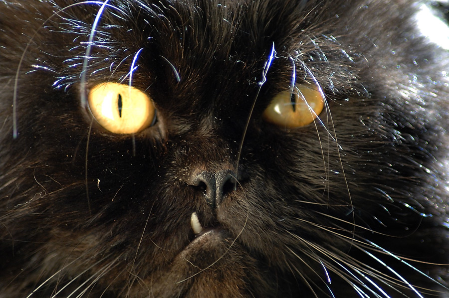 Портрет кота