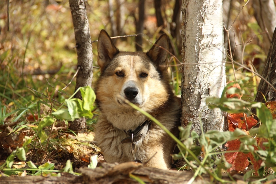 осенний пёс