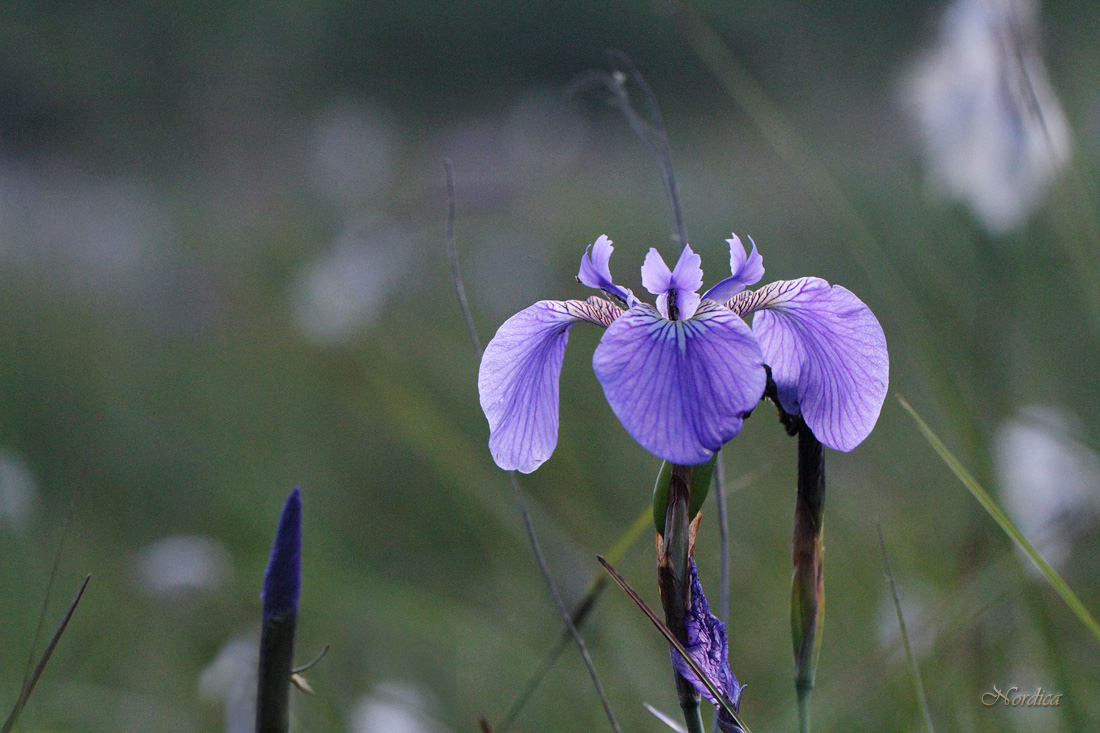 Синий вечер