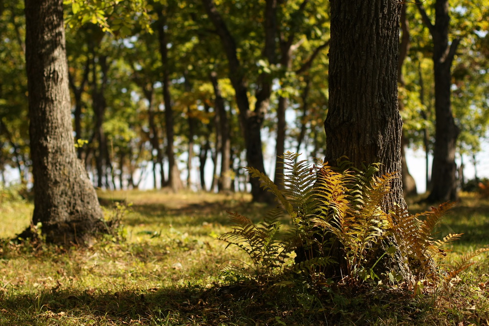 Осенний подлесок