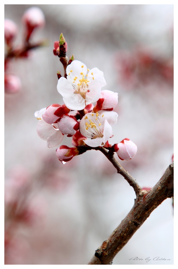 Так цветёт абрикос.