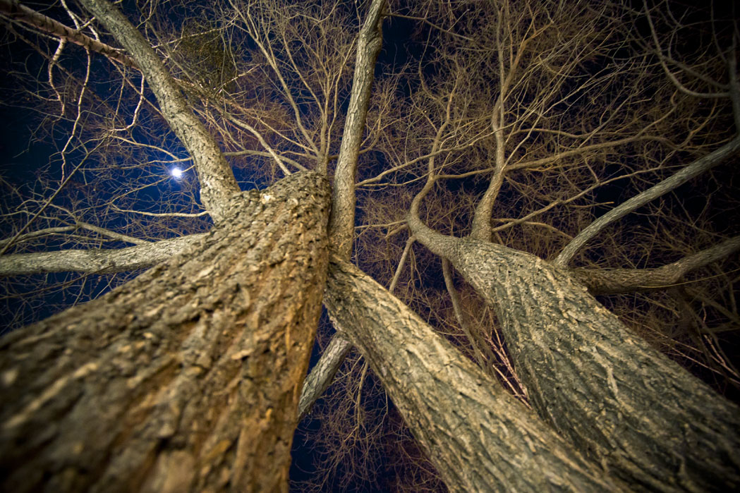 Корнями к небу