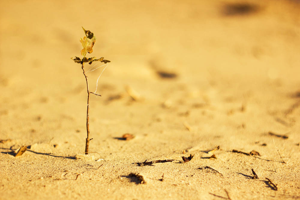 Один в поле