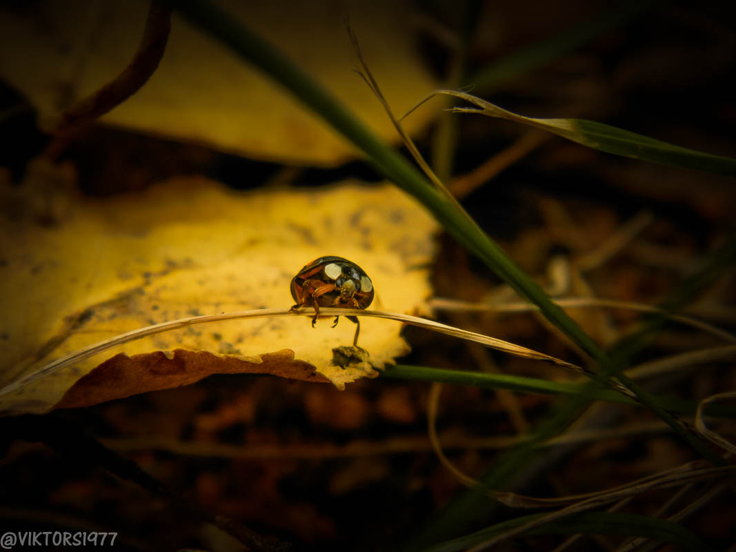 Божья коровка