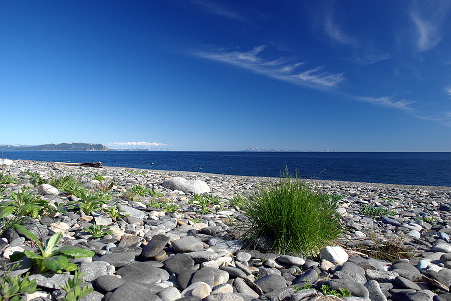 пейзаж с бодрым кустом