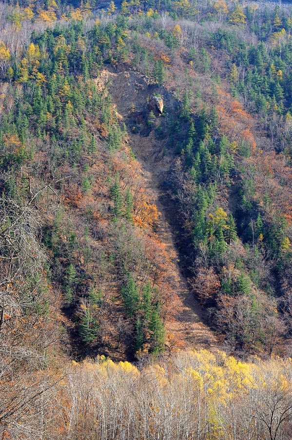 Динозавр Маака окаменевший