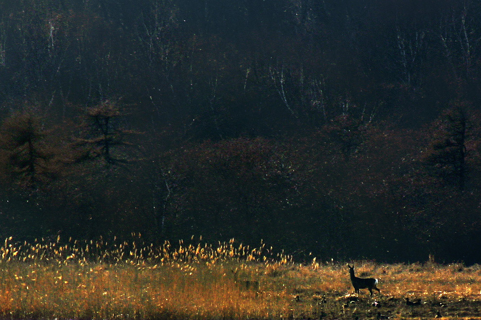 Вечерние силуэты