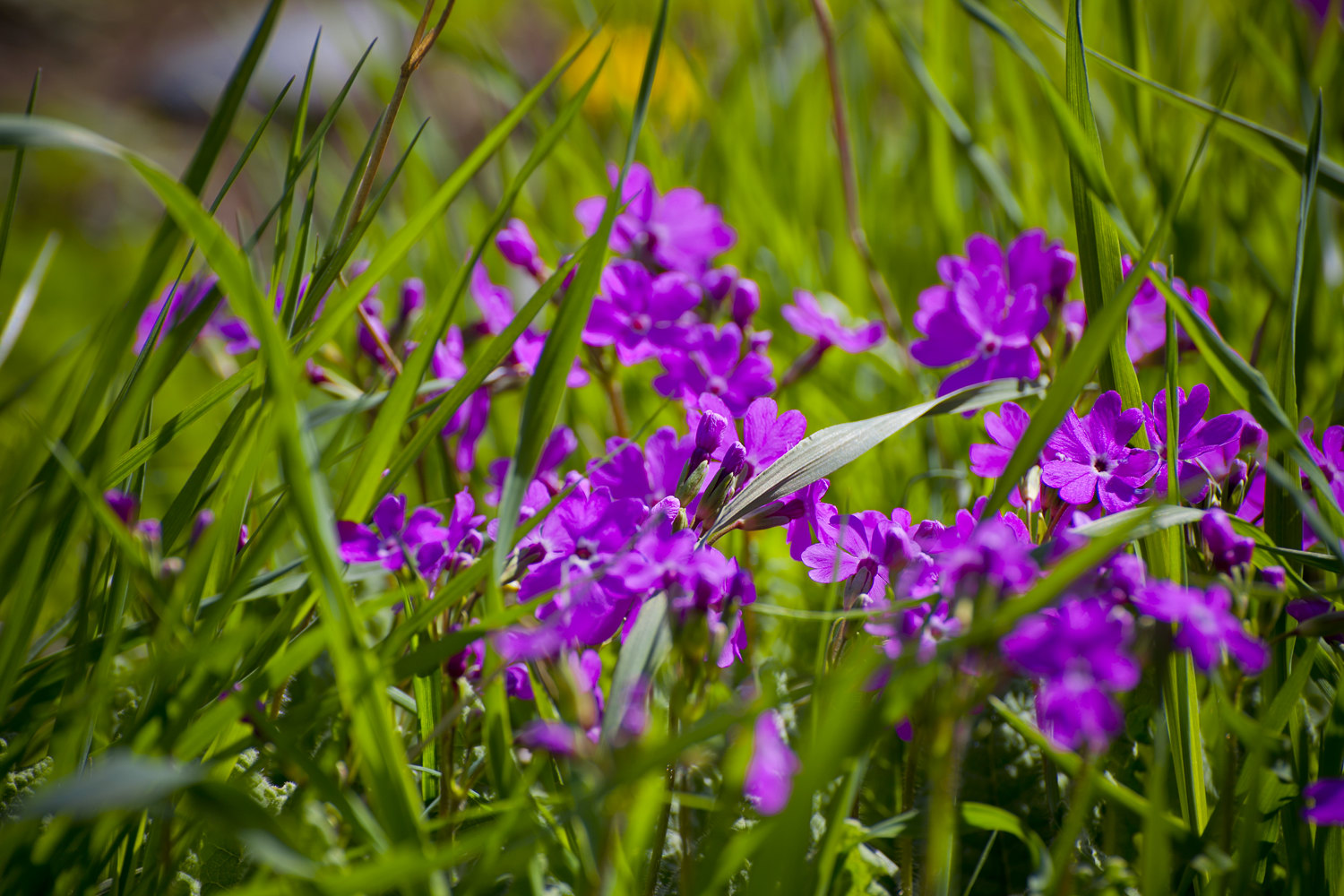 Весне дорогу