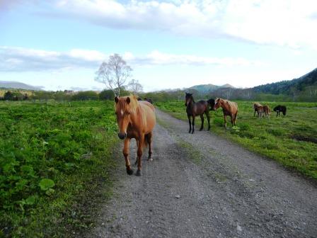 Филатовские кони, остров Кунашир