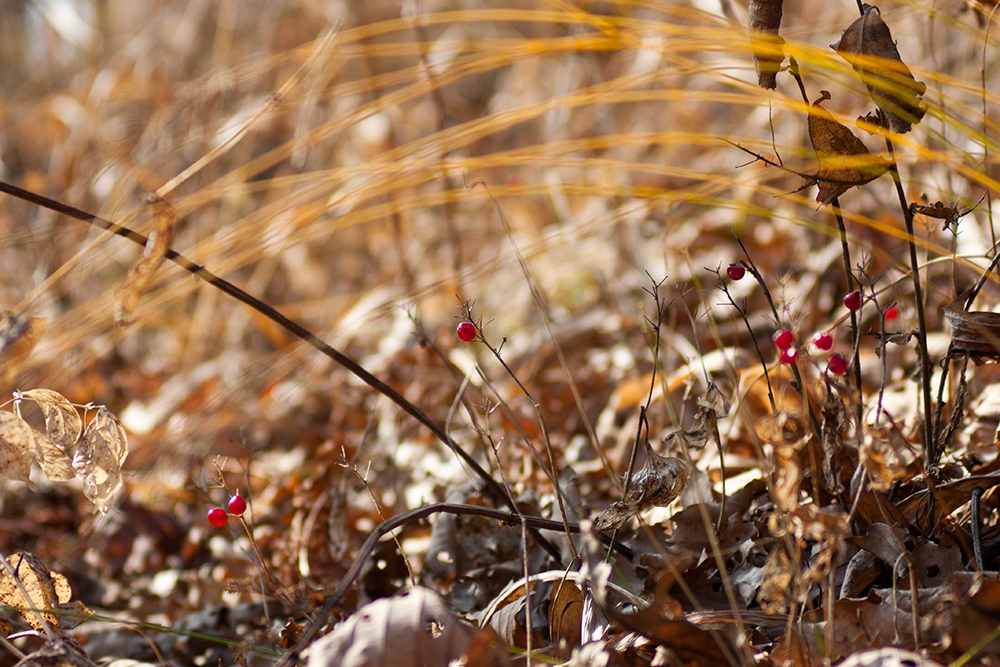 отголоски осени