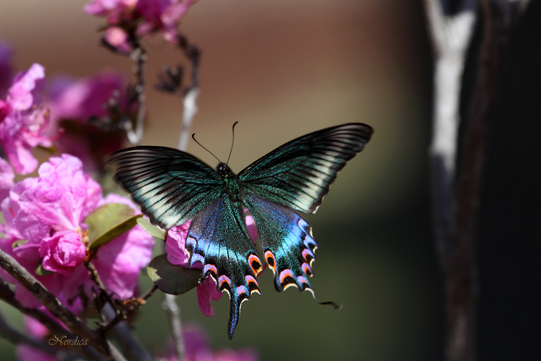 Волнистый хвостик
