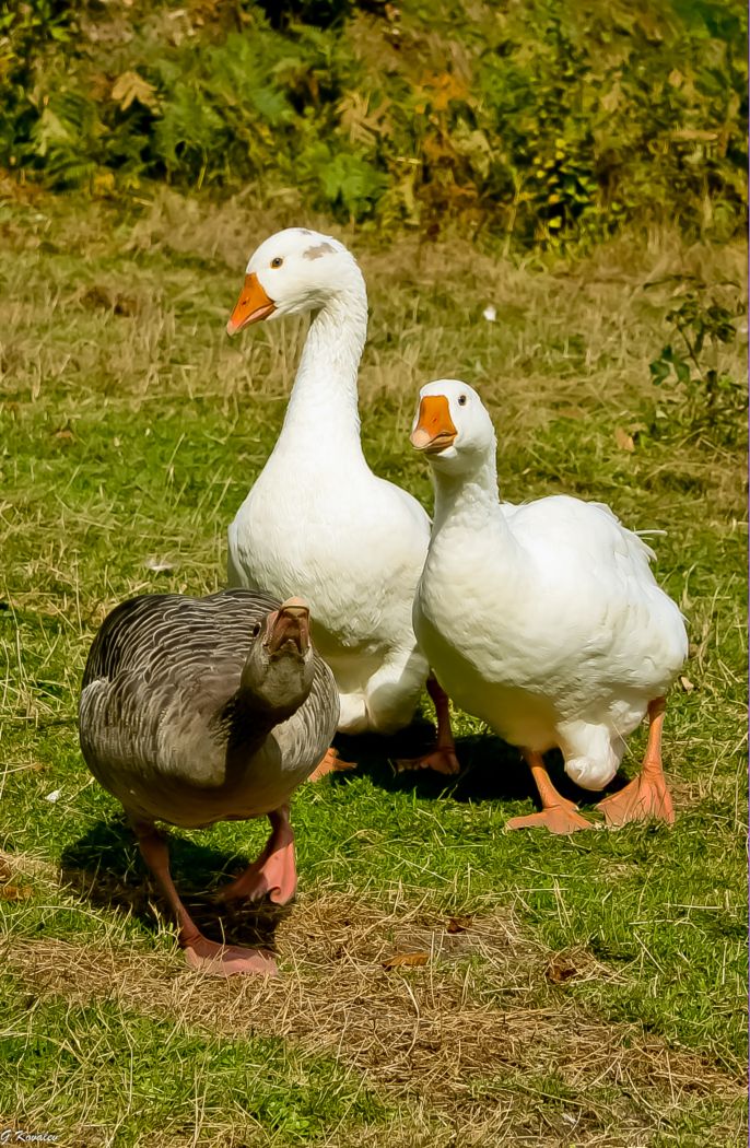 На защиту дам..