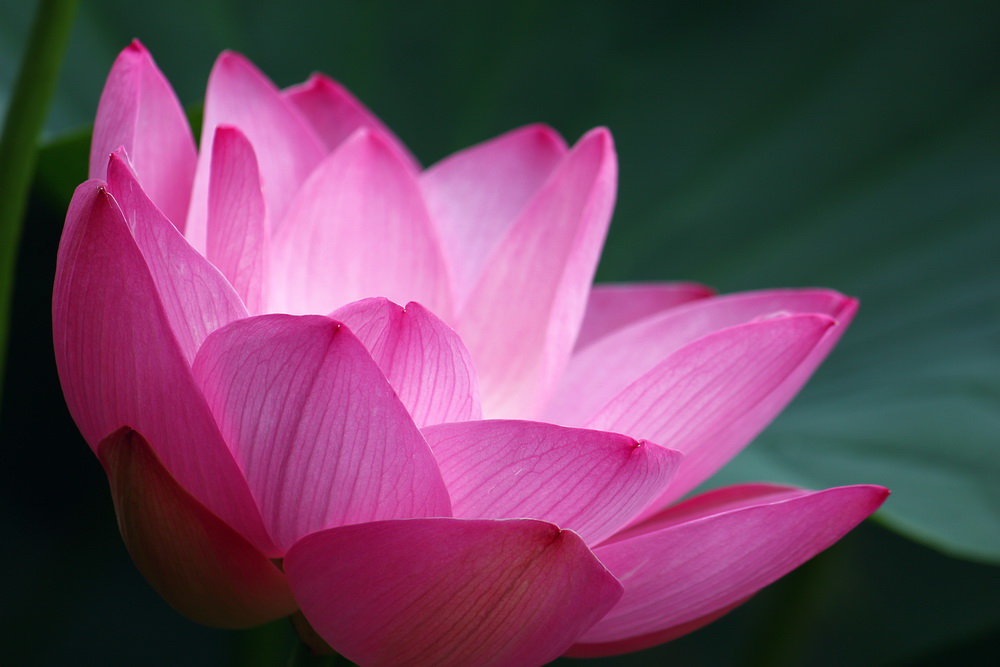 Сияние лотоса