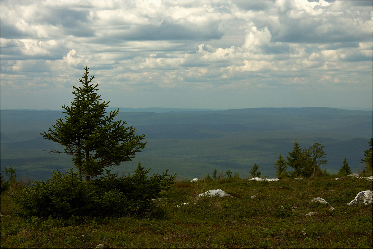 Хвойное одиночество Зюраткуль