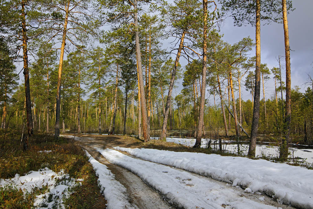Весна в лесу