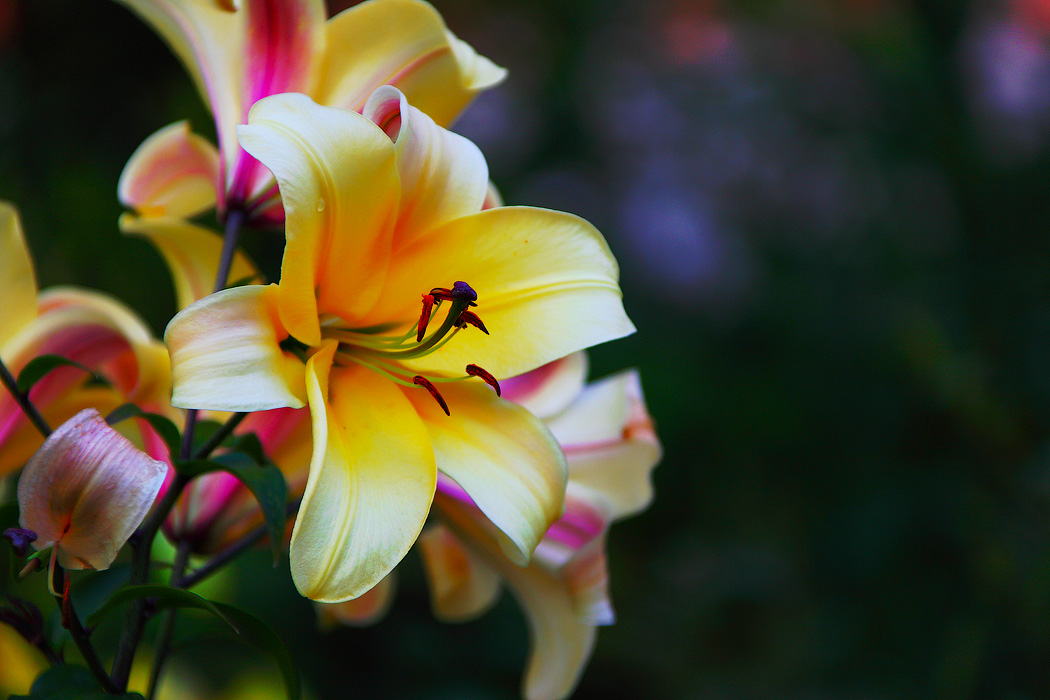 ЛИЛИЯ  ...вроде как.