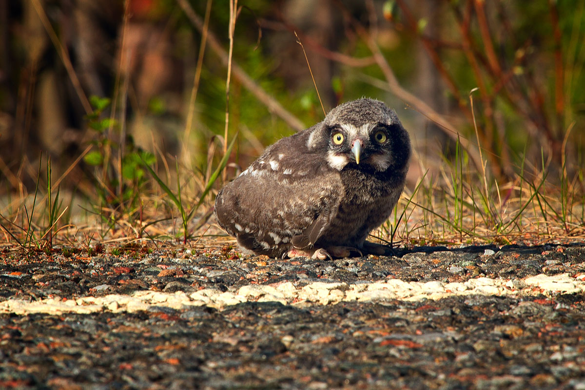 Тетенька, переведите через дорогу, пжалста...